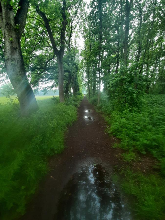 Campsite Forest Zuidlaren