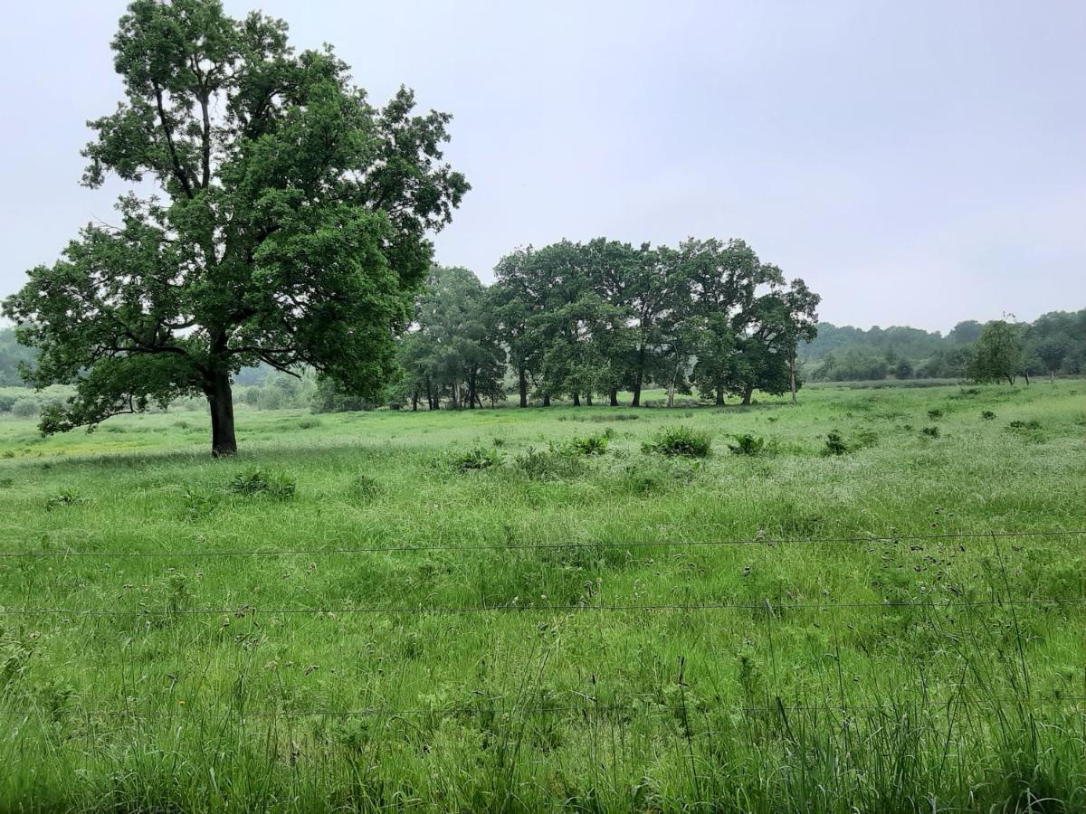 Forest * Zuidlaren
