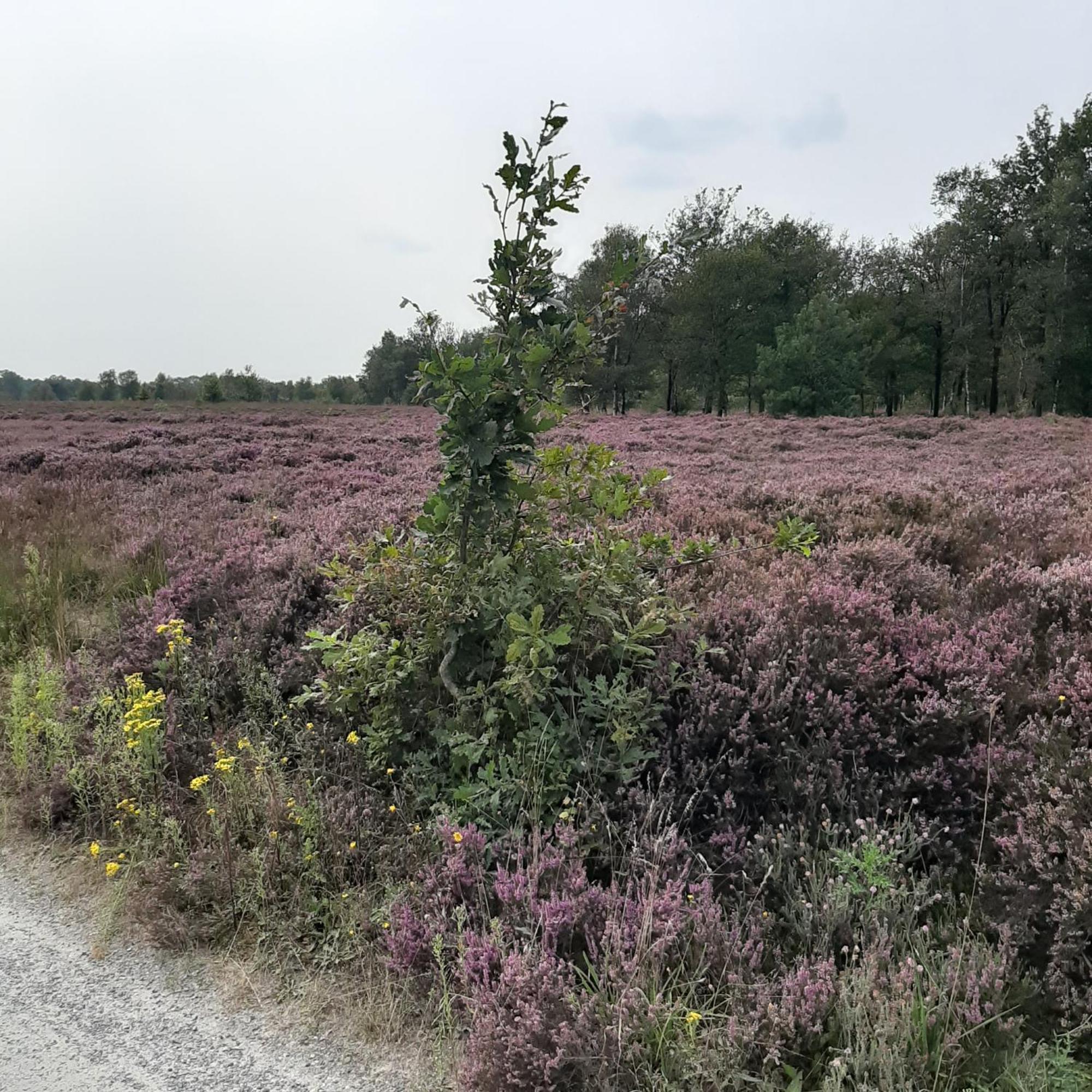 Campsite Forest Zuidlaren